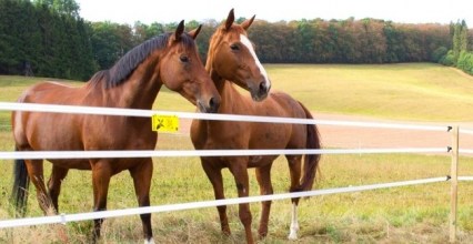Les indispensables pour une clôture électrique